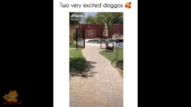 Неприлично смешные кошки и собаки! Подборка приколов с котами и собаками смотреть онлайн