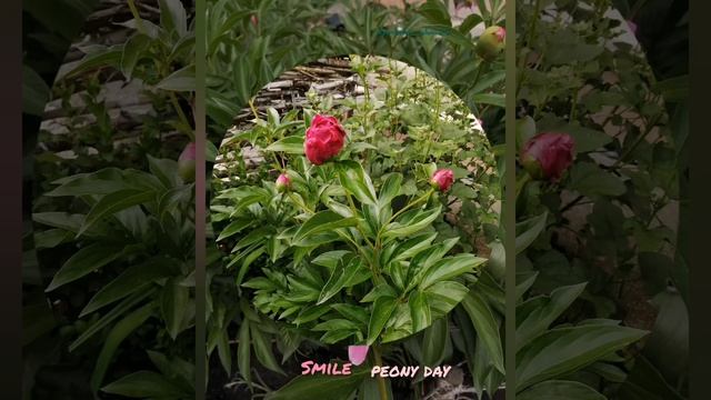 Улыбнись новому дню. Peonies bloom. 🌺 смотреть онлайн