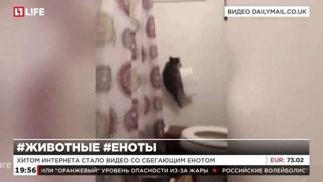 Рулон туалетной бумаги помешал еноту сбежать смотреть онлайн