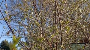 28 апреля Московская область 6 утра -3°