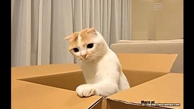 Два прикола смотреть онлайн