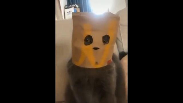 СМЕШНЫЕ КОШКИ 2021 И ДРУГИЕ ЖИВОТНЫЕ/ 5 МИНУТ СМЕХА/FUNNY ANIMALS 2021/THE BEST JOKES WITH CATS. смотреть онлайн