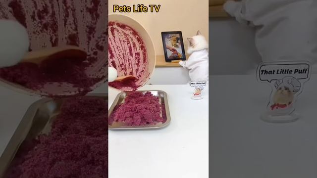 Рецепты от кота #7 😹😼 recipes from the cat #рецептыотдуши #shorts #котыприколы смотреть онлайн