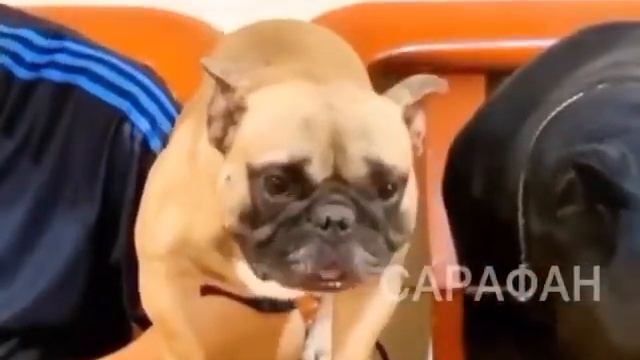 Лысый что за подстава #funny #dogs #собаки #приколы #рекомендации смотреть онлайн