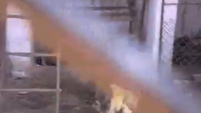 Прикол. Петух играет в футбол смотреть онлайн