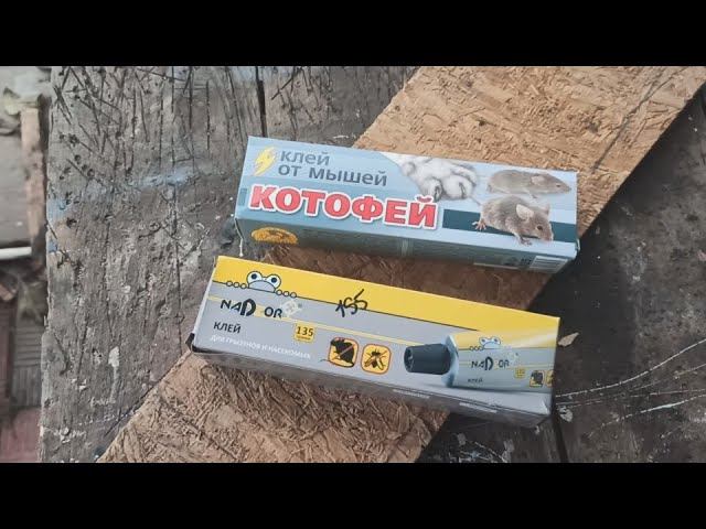 Как поймать мышей и крыс на клей. Какой клей лучше. смотреть онлайн