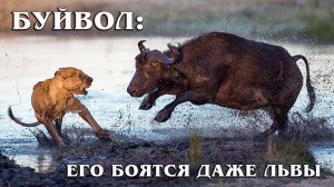 Африканский Буйвол: Парнокопытный Агрессор | Интересные факты про африканского буйвола