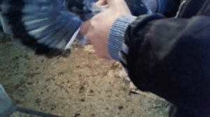 Донецкие голуби Александра