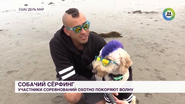 В США состоялся ежегодный турнир по собачьему серфингу смотреть онлайн
