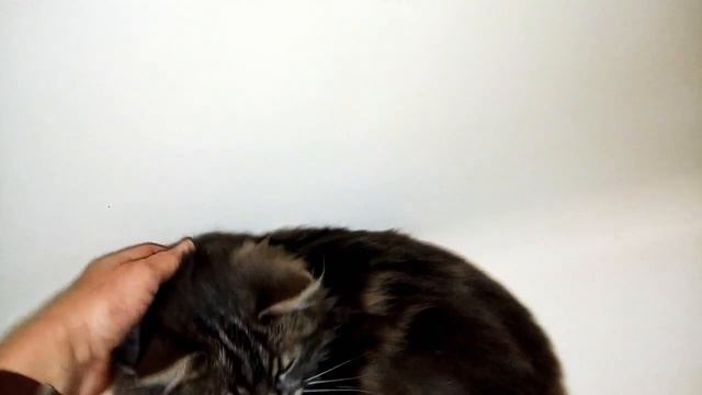 Шок!Боссик котик охлаждается в ванной! Смешные коты смотреть онлайн