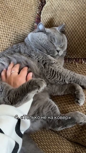 ТОП 5 фраз в доме, где есть кот