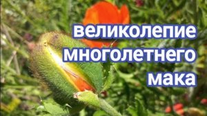 Мак восточный,многолетний.Как я его выращивала из семян