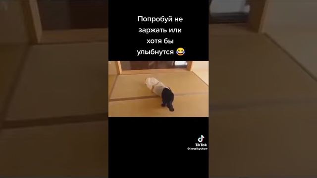 Приколы над кошками смотреть онлайн