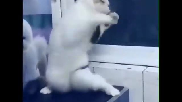 Кот танцует пьяный на столе смотреть онлайн