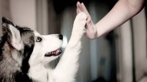 10 шагов к успешному воспитанию собаки! Как воспитать собаку