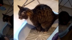 Смешной Кот Пукает дальше чем видит :DDD Funny Cat FARTS