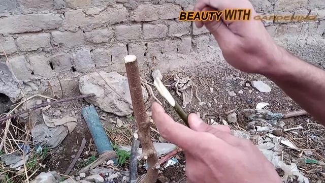 Walnut Grafting In Mulberry Tree | How To Graft Walnut Tree | смотреть онлайн