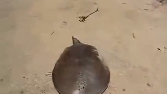 А говорят, черепашки медленно бегают Видео приколы с животными смотреть онлайн