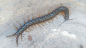 Ёж съел сколопендру