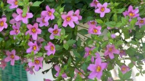 Бакопа. Рассада в апреле.