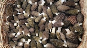 Morchella harvest 20240427