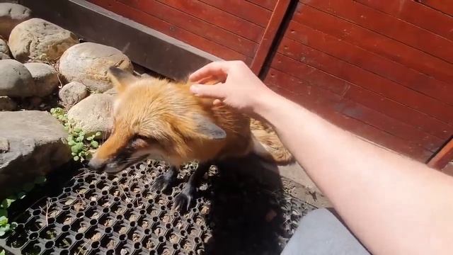 Алиса - Лиса / Прикольные Моменты с Алисой ч. 234 / Alice the Fox смотреть онлайн
