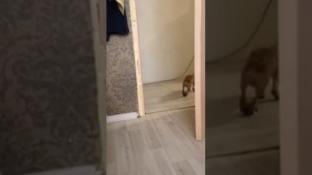 Чихуахуа готов к зиме смотреть онлайн