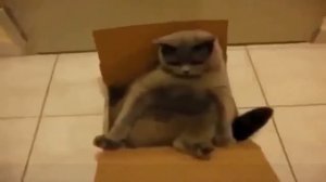Топ 50 Самые смешные видео приколы котов! за 2015! The best funny cats 2015!