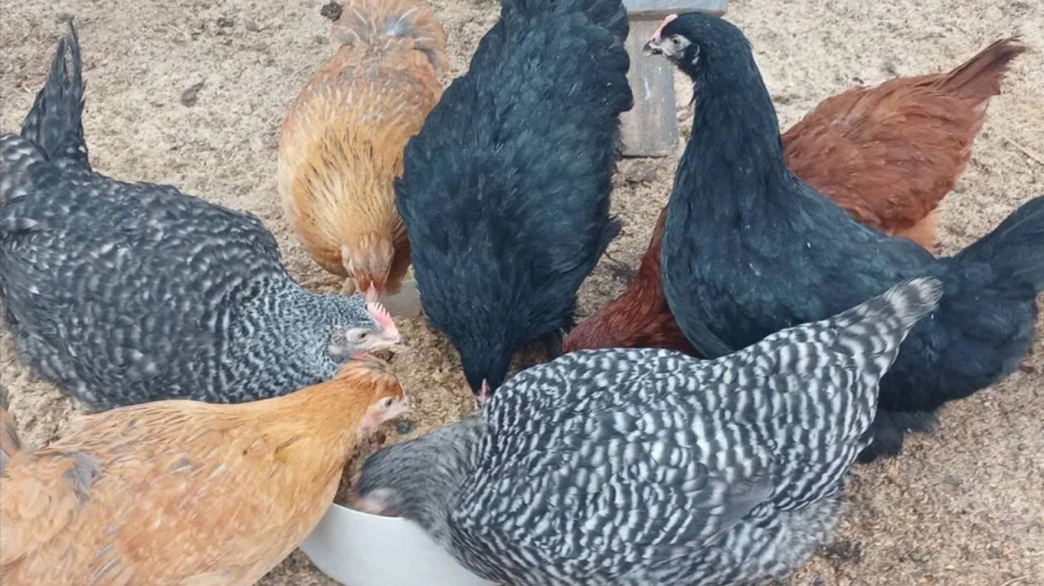 САМЫЙ НЕГОДНЫЙ ИСТОЧНИК КАЛЬЦИЯ ДЛЯ КУР!!! 28.04.2025 год. смотреть онлайн