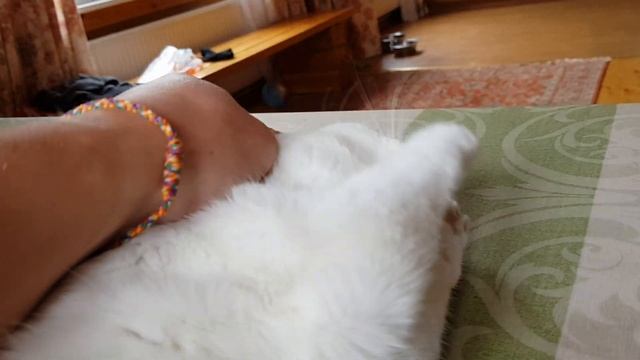 КотоПёс. У нас она с детства звЭрь))) смотреть онлайн