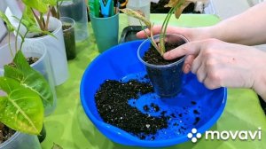 КОМНАТНЫЕ РАСТЕНИЯ(ЦВЕТЫ).СИНГОНИУМЫ(1 ЧАСТЬ...)