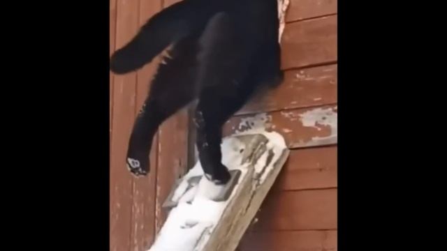 СМЕШНЫЕ ЖИВОТНЫЕ смотреть онлайн