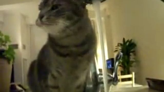 кот моет голову под краном смотреть онлайн