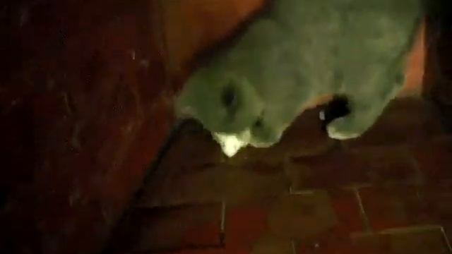 шотландские вислоухие scottishfold--- ri4yn смотреть онлайн