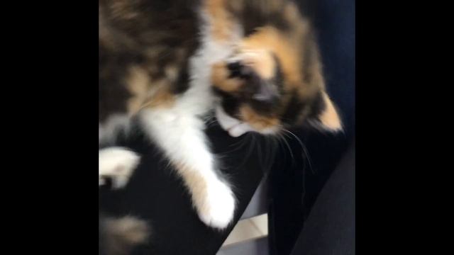 VLOG. Котокафе "Котейня" в Донецке. Визит в сонное царство смотреть онлайн