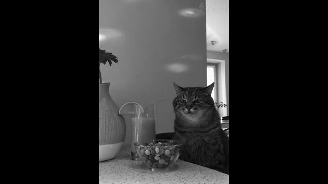 Кот Сидит, Дома Молчат смотреть онлайн