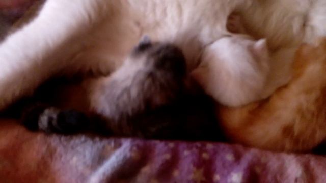 А у нас недавно Кошка родила троих котят. Серый, Рыжий и Белый смотреть онлайн