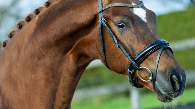 Мерин, KWPN, 2021 г.р.