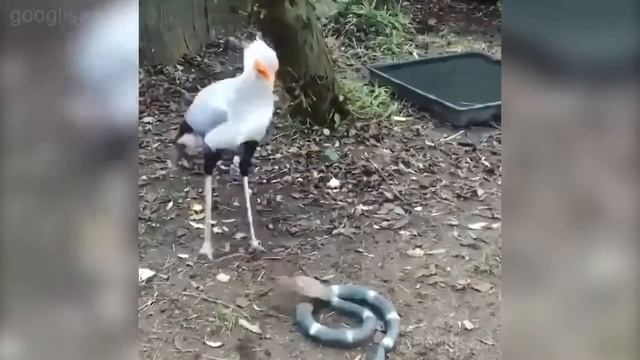 Смешная озвучка животных ;) смотреть онлайн