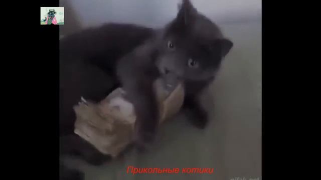 ПРИКОЛЫ С ЖИВОТНЫМИ 2020/ КОТЫ, СОБАКИ смотреть онлайн