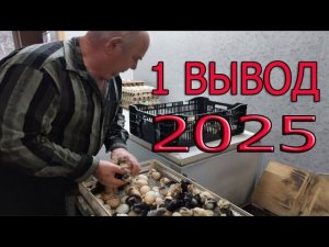 1 вывод ЦЫПЛЯТ в 2025 году