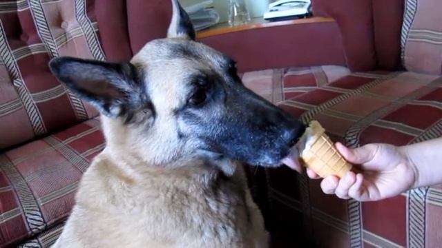 Собака ест мороженое / Dog eating ice cream смотреть онлайн
