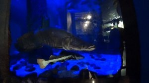 Лучший океанариум Москвы. Москвариум.