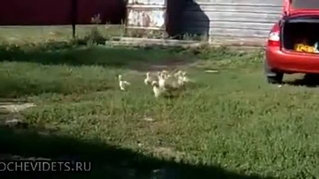 послушные гуси) смотреть онлайн