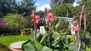 Цветы Канны. Как выращивать в открытом грунте, Посадка, уход, зимнее хранение.