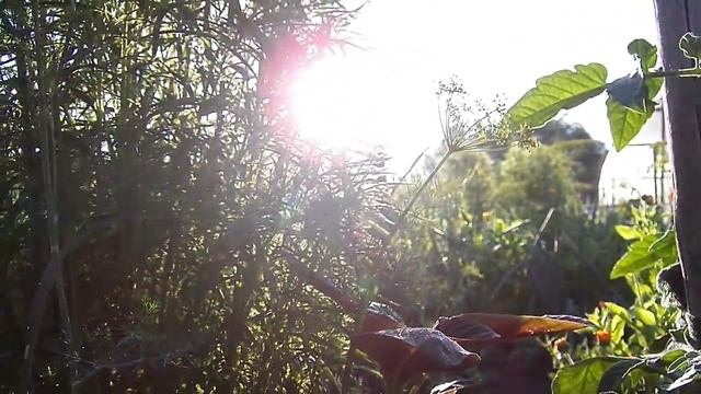 ДОБРОЕ УТРО солнышко в огороде смотреть онлайн