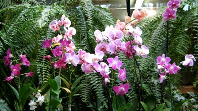Выставки Орхидей в Англии и Японии... смотреть онлайн