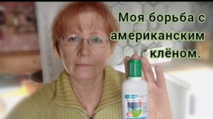 Американский клен. Благо или наказание?