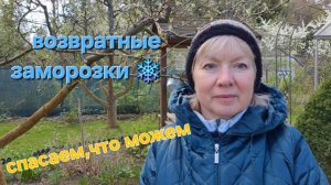 Как спасаемся от заморозков.Теперь не отверчусь ПРИДЕТСЯ САЖАТЬ Что стало с рассадой