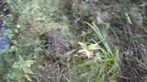 охота на бобра с ягдтерьером